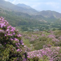 Rhododendron